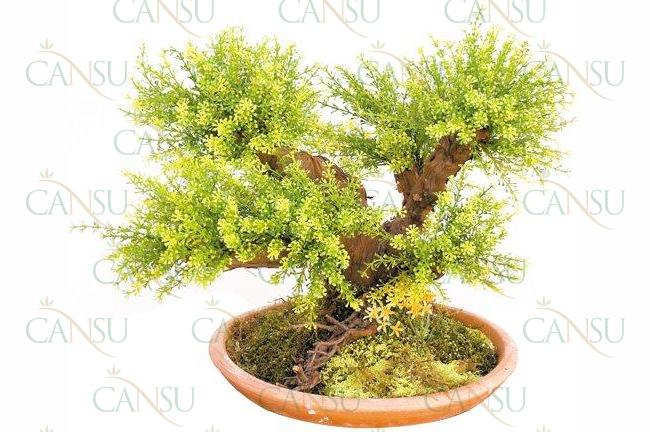 Yapay Bonsai, Model No: CT-02-107