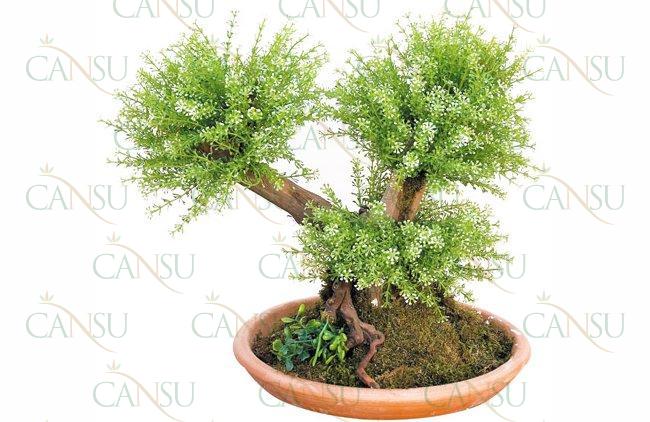 Yapay Bonsai, Model No: CT-02-161