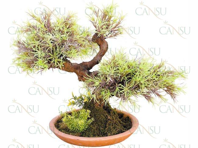 Yapay Bonsai, Model No: CT-02-181